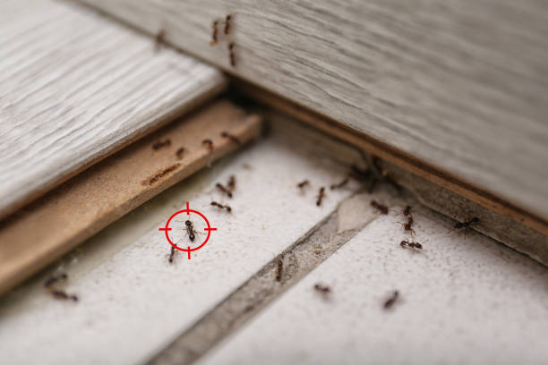 Best Affordable Pest Control Services  in Mona, UT