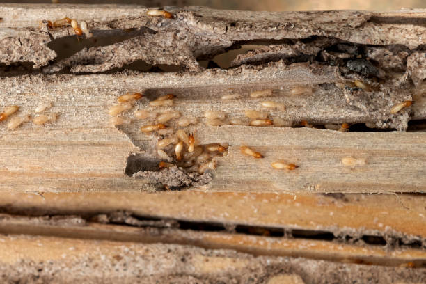 Trusted Mona, UT Pest Control Experts